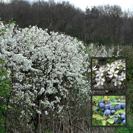 Blackthorn - Prunus spinosa - 40cm-60cm Bareroot
